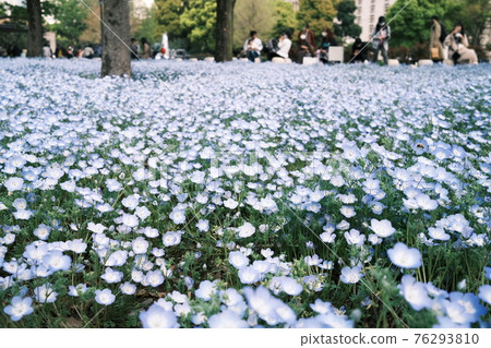 Nemophila flower garden Nemophila flower garden 76293810