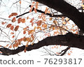 Autumn leaves tree 76293817