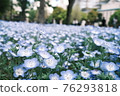 Nemophila flower garden 76293818