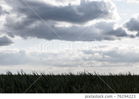 Young green wheat corn grass sprouts field close-up Young green wheat corn grass sprouts field close-up 76294223