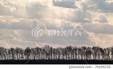 Black trees line row silhouette, cloudy sky scene 76294230