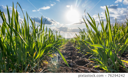 Young green wheat grass sprouts on sunny field 76294242