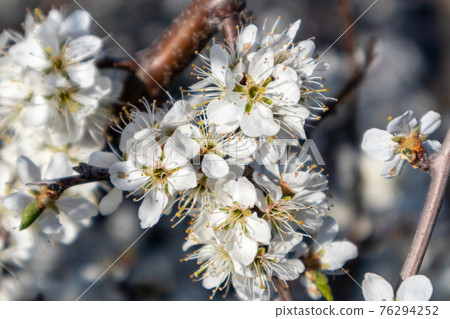 Blackthorn white spring flowers bloom, dark bokeh 76294252