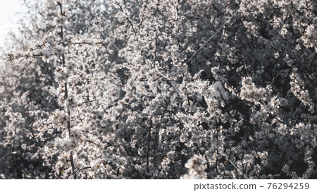 Blackthorn white spring flowers bloom, dark bokeh Blackthorn white spring flowers bloom, dark bokeh 76294259