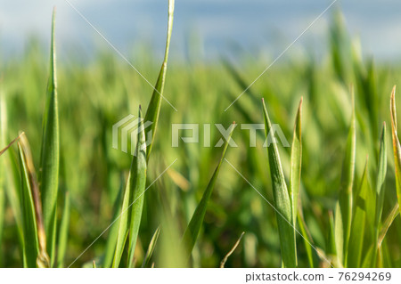 Young green wheat grass sprouts blade field macro Young green wheat grass sprouts blade field macro 76294269