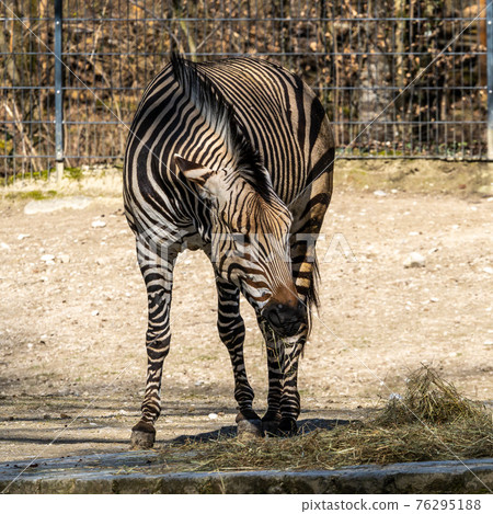 Hartmann's Mountain Zebra, Equus zebra hartmannae. An endangered zebra Hartmann's Mountain Zebra, Equus zebra hartmannae. An endangered zebra 76295188