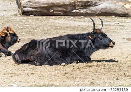 Heck cattle, Bos primigenius taurus or aurochs in a German park 76295189