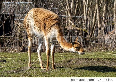 Vicunas, Vicugna Vicugna, relatives of the llama in a German park Vicunas, Vicugna Vicugna, relatives of the llama in a German park 76295190