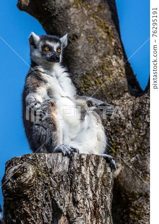 The ring-tailed lemur,Lemur catta with white ringed tail is the most known lemur 76295191