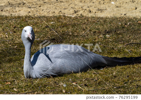 The Blue Crane, Grus paradisea, is an endangered bird The Blue Crane, Grus paradisea, is an endangered bird 76295199
