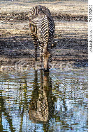 Hartmann's Mountain Zebra, Equus zebra hartmannae. An endangered zebra Hartmann's Mountain Zebra, Equus zebra hartmannae. An endangered zebra 76295202