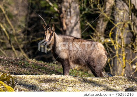 Chamois (Rupicapra rupicapra) - National Park Wildlife