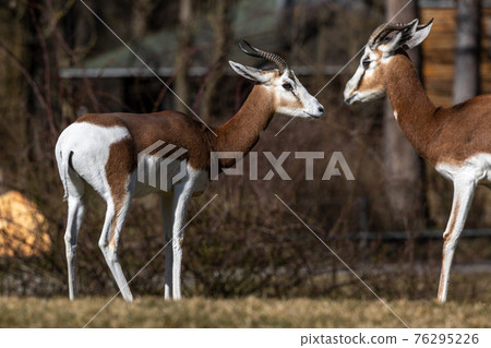 Dama gazelle, Gazella dama mhorr or mhorr gazelle is a species of gazelle 76295226