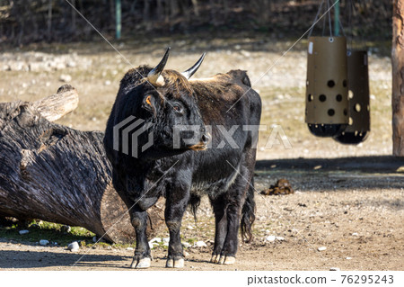 Heck cattle, Bos primigenius taurus or aurochs in a German park 76295243