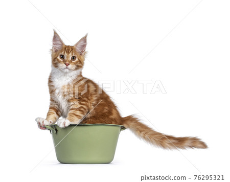 Red Maine Coon cat kitten on white 76295321