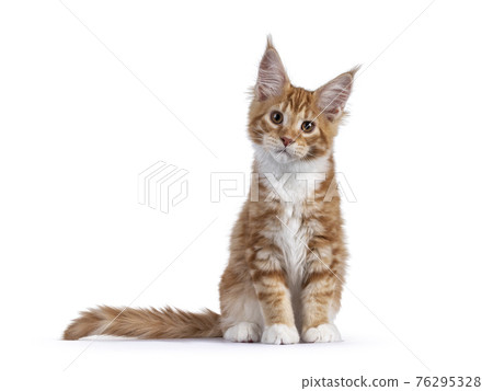 Red Maine Coon cat kitten on white 76295328