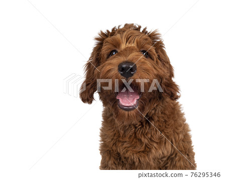 Red Cobberdog or labradoodle on white 76295346