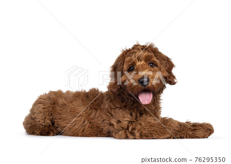 Red Cobberdog or labradoodle on white 76295350