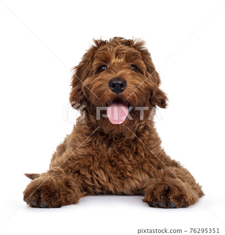 Red Cobberdog or labradoodle on white 76295351