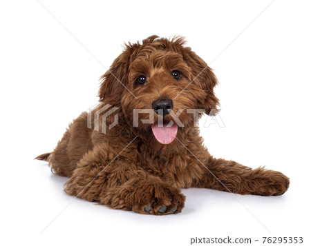 Red Cobberdog or labradoodle on white 76295353