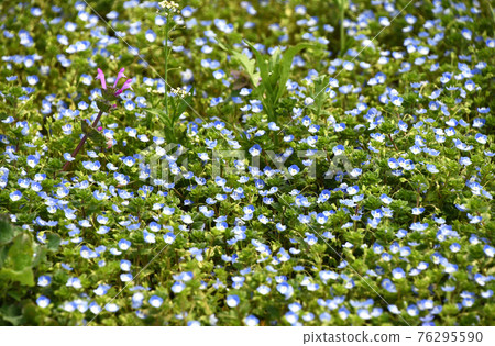 Henbit deadnettle and shepherd's purse blooming in the cluster of Persian speedwell 76295590