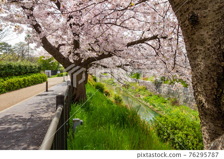 Yamazaki River Four Seasons Road, Cherry Blossoms in Full Bloom <Nagoya City, Aichi Prefecture> Yamazaki River Four Seasons Road, Cherry Blossoms in Full Bloom <Nagoya City, Aichi Prefecture> 76295787