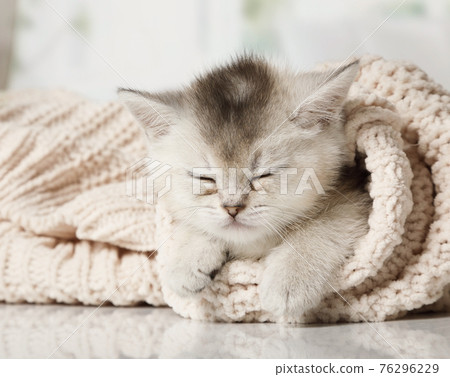 Scottish kitten climbed into the sleeve of the jacket and fell asleep 76296229