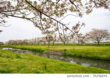 Spring in the rain After the rain, the scenery of the cherry blossoms in the countryside Spring in the rain After the rain, the scenery of the cherry blossoms in the countryside 76296945