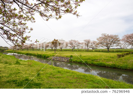 Spring in the rain After the rain, the scenery of the cherry blossoms in the countryside Spring in the rain After the rain, the scenery of the cherry blossoms in the countryside 76296946