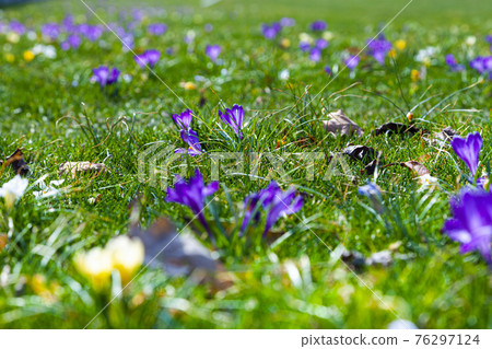 Beautiful crocuses in green grass. Beautiful crocuses in green grass. 76297124