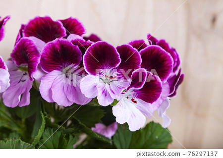 Beautiful geraniums in pots. 76297137