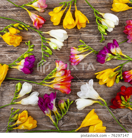 Bouquet of multi-colored freesias Bouquet of multi-colored freesias 76297147