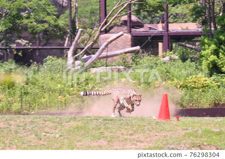 獵豹全速奔跑 76298304