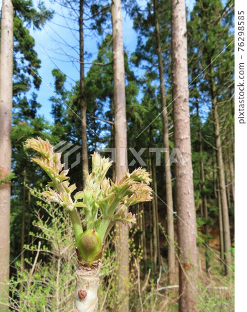 野生植物之王塔拉諾姆 76298585