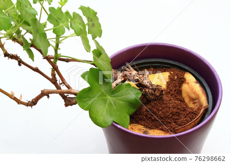 Eco friendly and cheap way how to manure plants and flowers 76298662