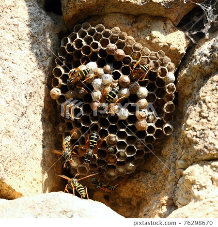 Wasp nest with wasps, Polistes dominula on the stone wall Wasp nest with wasps, Polistes dominula on the stone wall 76298670