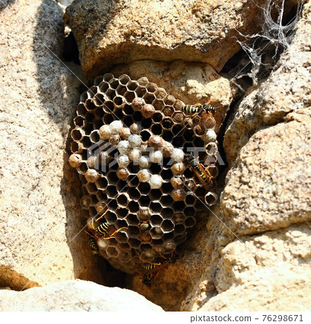 Wasp nest with wasps, Polistes dominula on the stone wall 76298671