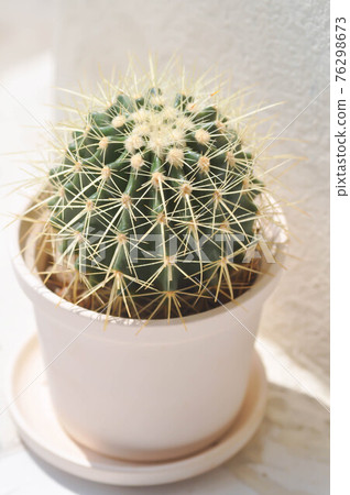 cactus , Mammillaria scrippsiana 76298673