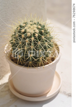 cactus , Mammillaria scrippsiana 76298674