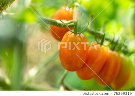 紅色櫻桃西紅柿(8月)家庭花園 紅色櫻桃西紅柿(8月)家庭花園 76299319