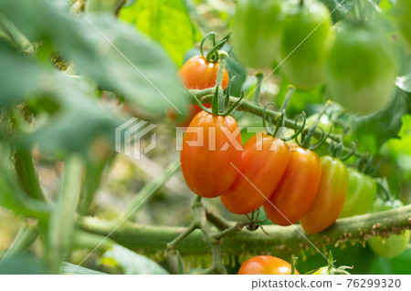 紅色櫻桃西紅柿(8月)家庭花園 紅色櫻桃西紅柿(8月)家庭花園 76299320