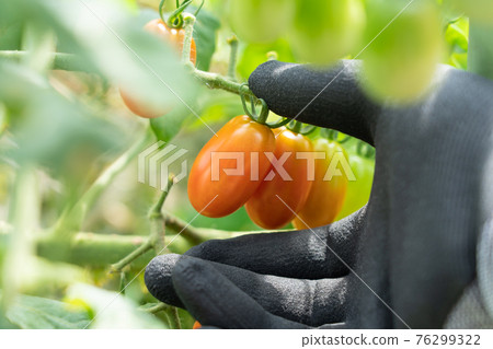 Harvesting mini tomatoes that turn red (August) Home garden 76299322