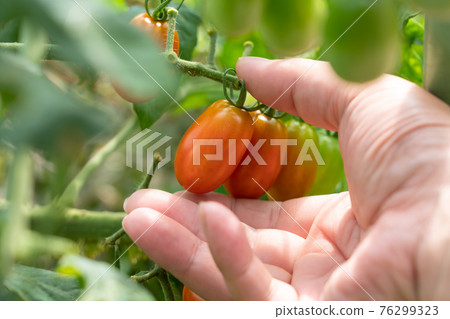 Harvesting red-colored cherry tomatoes Men's hands (August) Home garden 76299323