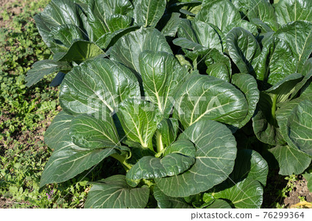 Japanese mustard spinach cultivation (November) Agriculture home garden Japanese mustard spinach cultivation (November) Agriculture home garden 76299364