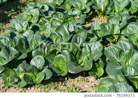 芥菜菠菜栽培(11月) 農家菜園 芥菜菠菜栽培(11月) 農家菜園 76299373