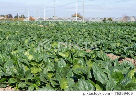 Spinach cultivation (November) Agriculture Spinach cultivation (November) Agriculture 76299409