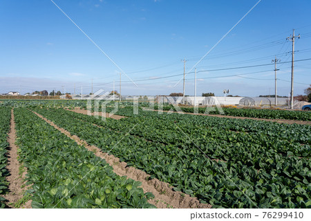 Cultivation of spinach and Japanese mustard spinach (November) Agriculture Cultivation of spinach and Japanese mustard spinach (November) Agriculture 76299410