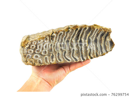 Mammoth tooth in the hand. 76299754