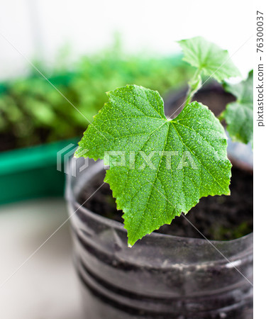 Seedlings of cucumbers in pots near the window, a green leaf close-up 76300037