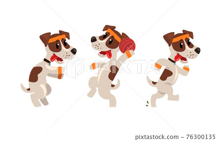 Cute Sportive Jack Russell Terrier Running and Playing Ball Vector Set Cute Sportive Jack Russell Terrier Running and Playing Ball Vector Set 76300135